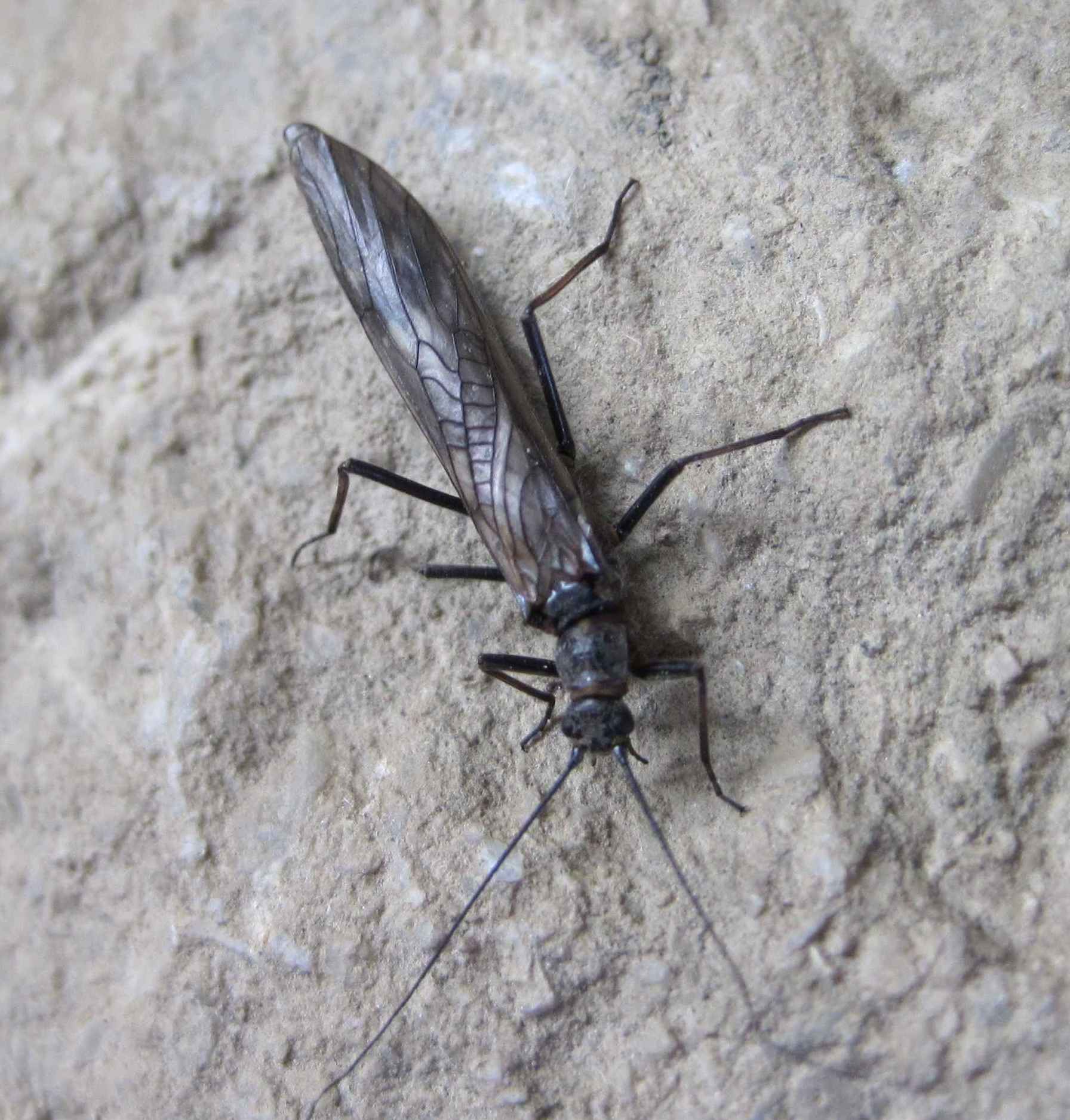 taeniopteryxadult